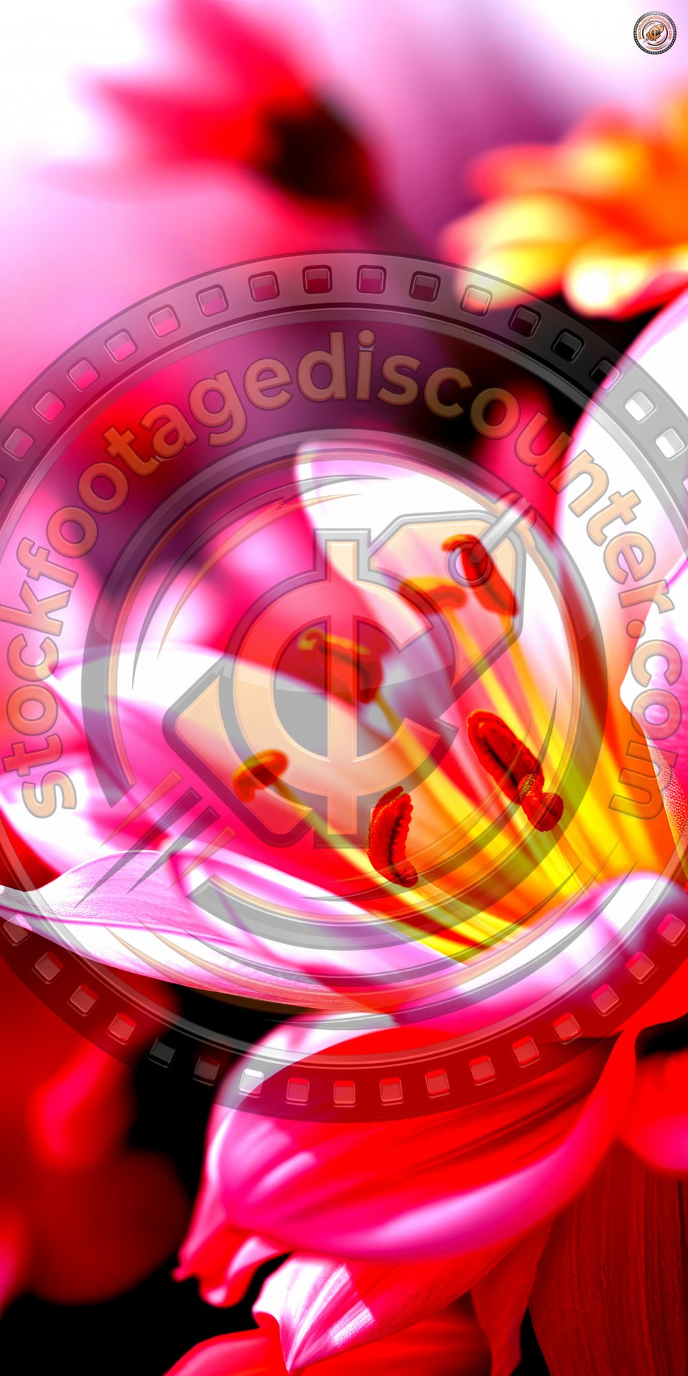 B e a u t i f u l   p i n k   l i l y   b l o o m s   i n   s o f t   f o c u s   d u r i n g   d a y l i g h t   h i g h l i g h t i n g   i n t r i c a t e   p e t a l   d e t a i l s