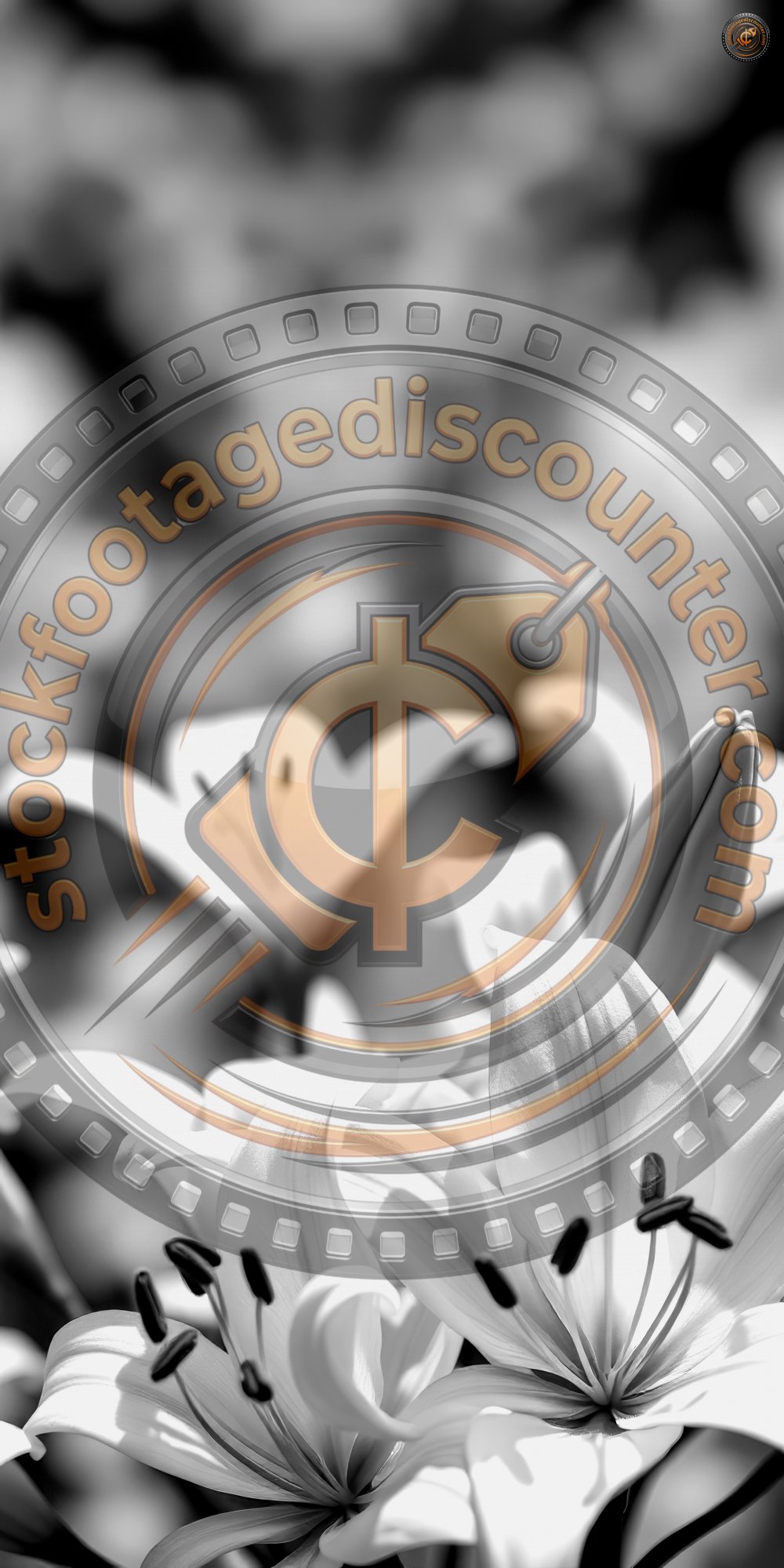 2224637637 Gigapixel Standard 6x Bw