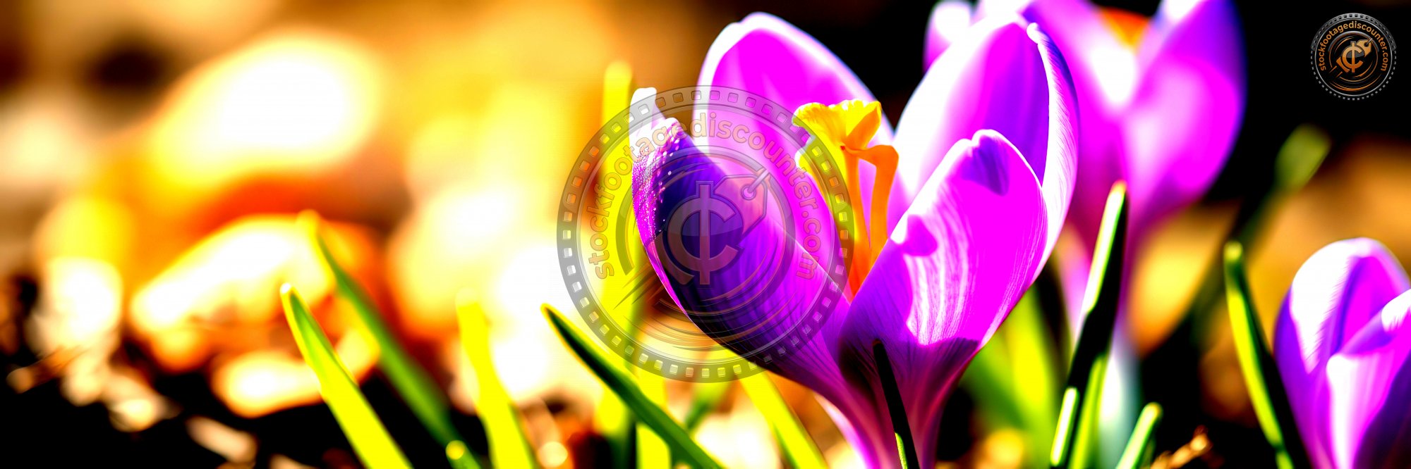 3992956576 Gigapixel Standard 6x Hc