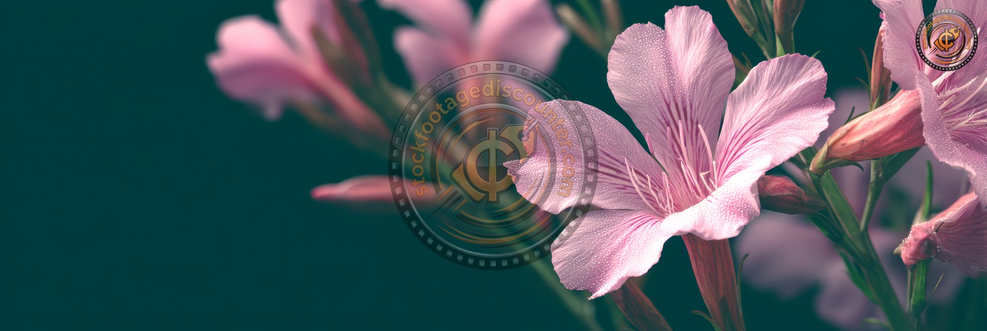 Dianthera Pink Justicia Flowers Close Up. Justicia 9c8dabfd Fda3 47d9 8087 0e1809f90483 0 Gigapixel Standard 6x Tealorange