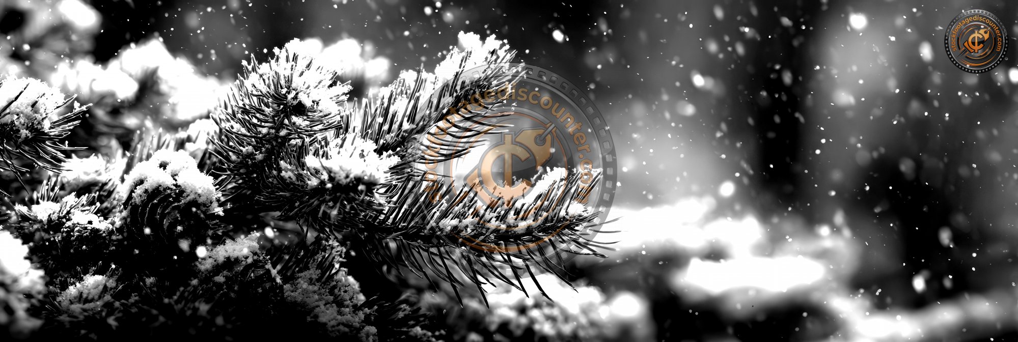 Winter Christmas Background With Snowy Pine Branche A78dac29 9d99 403c 80b8 2c6d1b4f9d5c 2 Gigapixel Standard 6x Bw