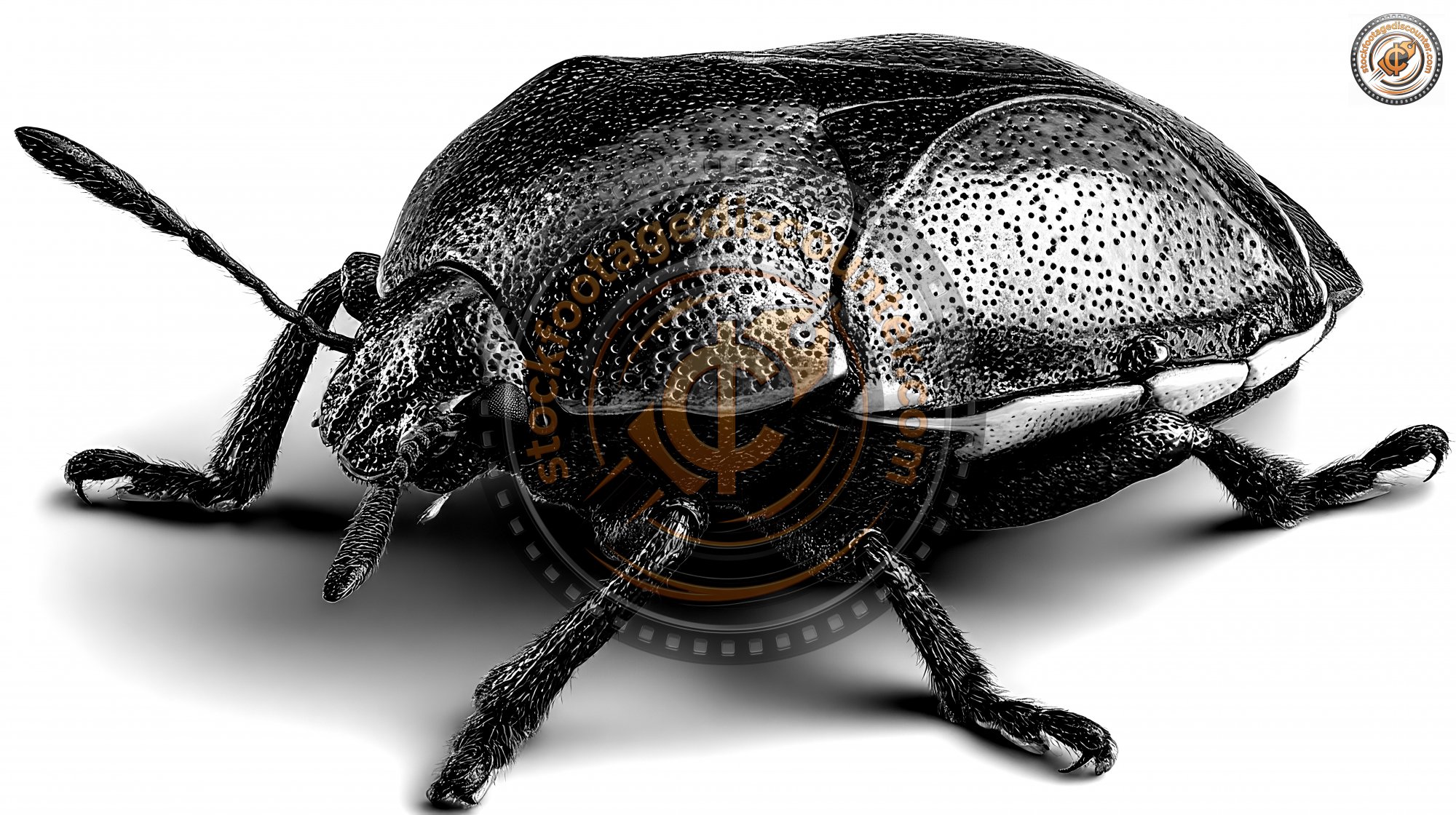 Bug Isolated On White Background. Insect Closeup. Ultr 25c9895f D3e2 4b70 A5fd 831df669ad94 2 Gigapixel Standard 6x Bw