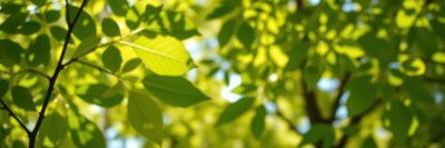 3117084019 Gigapixel Standard 6x