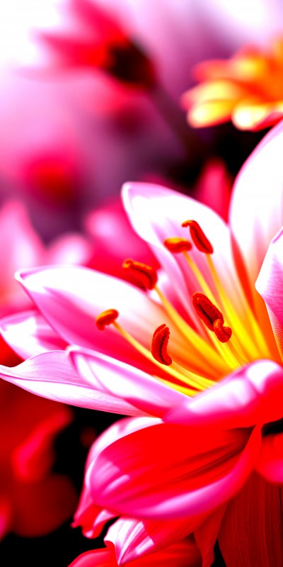 B e a u t i f u l   p i n k   l i l y   b l o o m s   i n   s o f t   f o c u s   d u r i n g   d a y l i g h t   h i g h l i g h t i n g   i n t r i c a t e   p e t a l   d e t a i l s