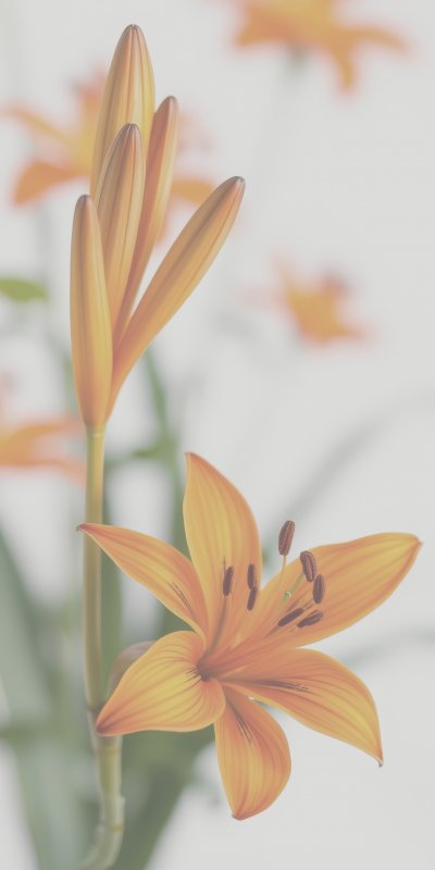 1176052044 Gigapixel Standard 6x Lc