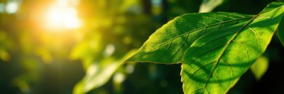 Sunlight filtering through vibrant green leaves in a serene natural setting