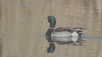 4264738959 Gigapixel Standard 6x Lc
