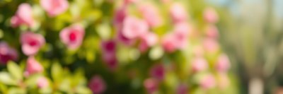 Vibrant flowers blooming in a sunlit garden during a warm spring afternoon
