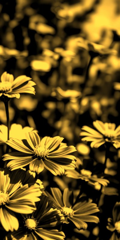 1592281898 Gigapixel Standard 6x Gold