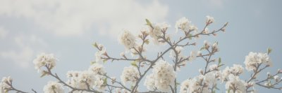 3397726 Gigapixel Standard 6x Lc