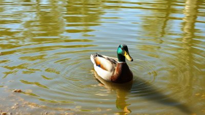 2730634106 Gigapixel Standard 6x