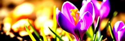 3992956576 Gigapixel Standard 6x Hc