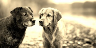 A Dog On The Beach Shaking Hands With His Faithfu 08e8ca3f Bfdc 4621 A6b2 B959a573051a 0 Gigapixel Standard 6x Sepia