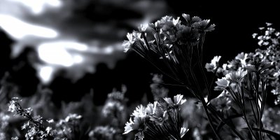 A Serene 3d Illustration Of A Meadow With Pastel Feb3e1d9 Eb73 48ef B33a A0c45b687208 1 Gigapixel Standard 6x Silver