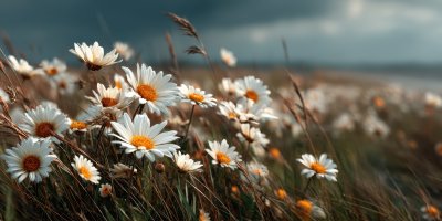 Beautiful Marguerites On A Meadow. Wildflower Mea 68b21d64 Cdc5 46d8 87cb C647a039034b 3 Gigapixel Standard 6x