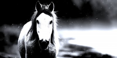 Beautiful White Horse Galloping In The Sea. Pureb F0a2cac1 50f1 41d9 Af53 A9fa2d0e1289 2 Gigapixel Standard 6x Silver