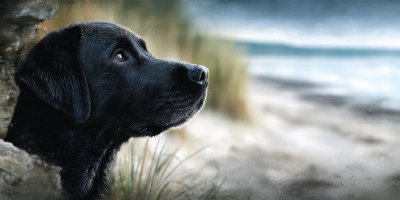 Black Lab At The Beach. Puppy Beach. Ultra Realis Feda9381 53f3 4cc8 A9a8 D87e085512ef 0 Gigapixel Standard 6x