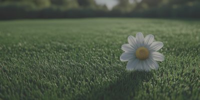Daisy Flower Growing On Lawn. Summer Background. 871de2ad D1b0 401c 8b23 E3fe50482866 0 Gigapixel Standard 6x Lc