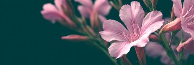 Dianthera Pink Justicia Flowers Close Up. Justicia 9c8dabfd Fda3 47d9 8087 0e1809f90483 0 Gigapixel Standard 6x Tealorange