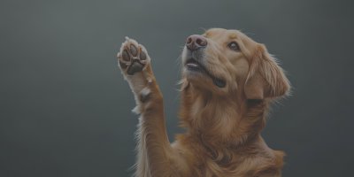Golden Retriever Dog Doing Give Paw Trick On Gray 374dfbf9 5992 4996 8af2 E4e35a21ee8a 3 Gigapixel Standard 6x Lc