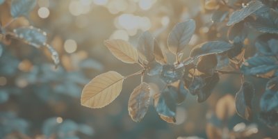 Leaves On The Tree Fade In The Fall Sunny. Bokeh 7596ca00 532f 47fa 82d5 C722700a83fd 1 Gigapixel Standard 6x Lc