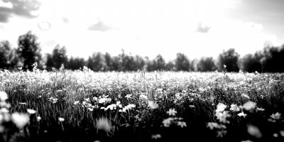 Overgrown Meadow With Wildflowers And Grasses Ove 99852d4c A529 4b76 A107 Dc6188441359 0 Gigapixel Standard 6x Bw