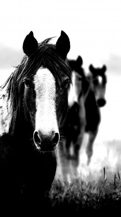 Pinto Horses. Wild Horse. Ultra Realistic. Photor 29bd0b70 D721 45c5 9aa8 0c0f2df04187 2 Gigapixel Standard 6x Bw