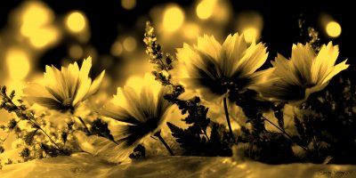 Wishing You Eco Print From Nature Natural Col 4fa15186 3ae6 46ad A876 95cd51c9f0eb 3 Gigapixel Standard 6x Gold