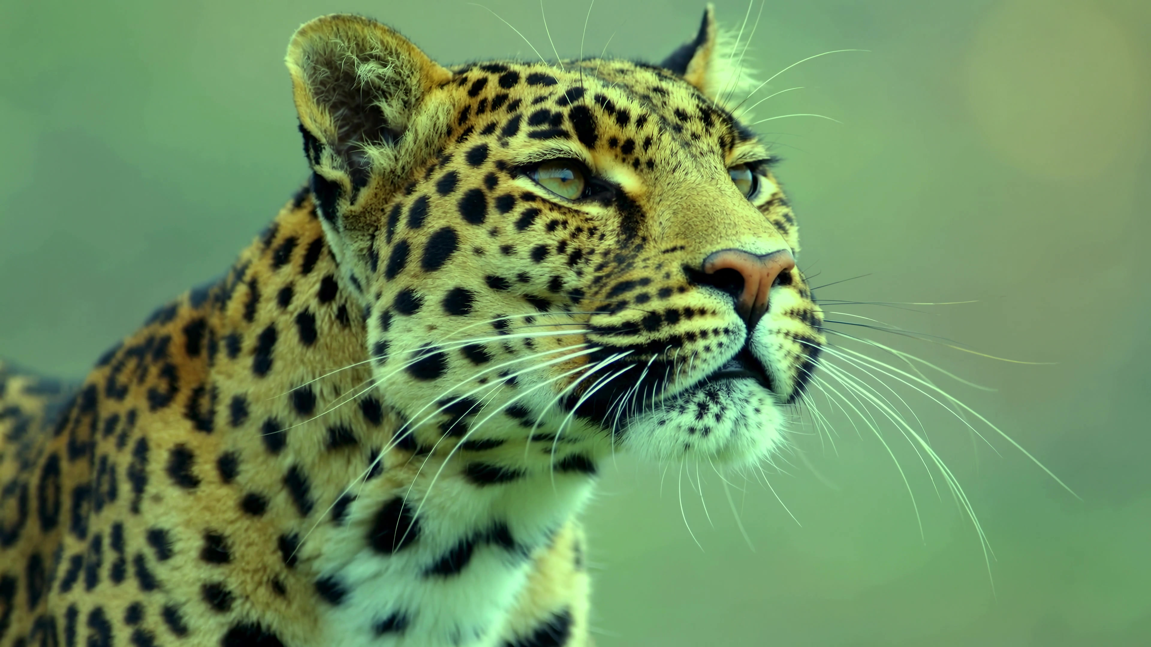 Leopard observes its surroundings in the wild during daylight hours with a watchful gaze