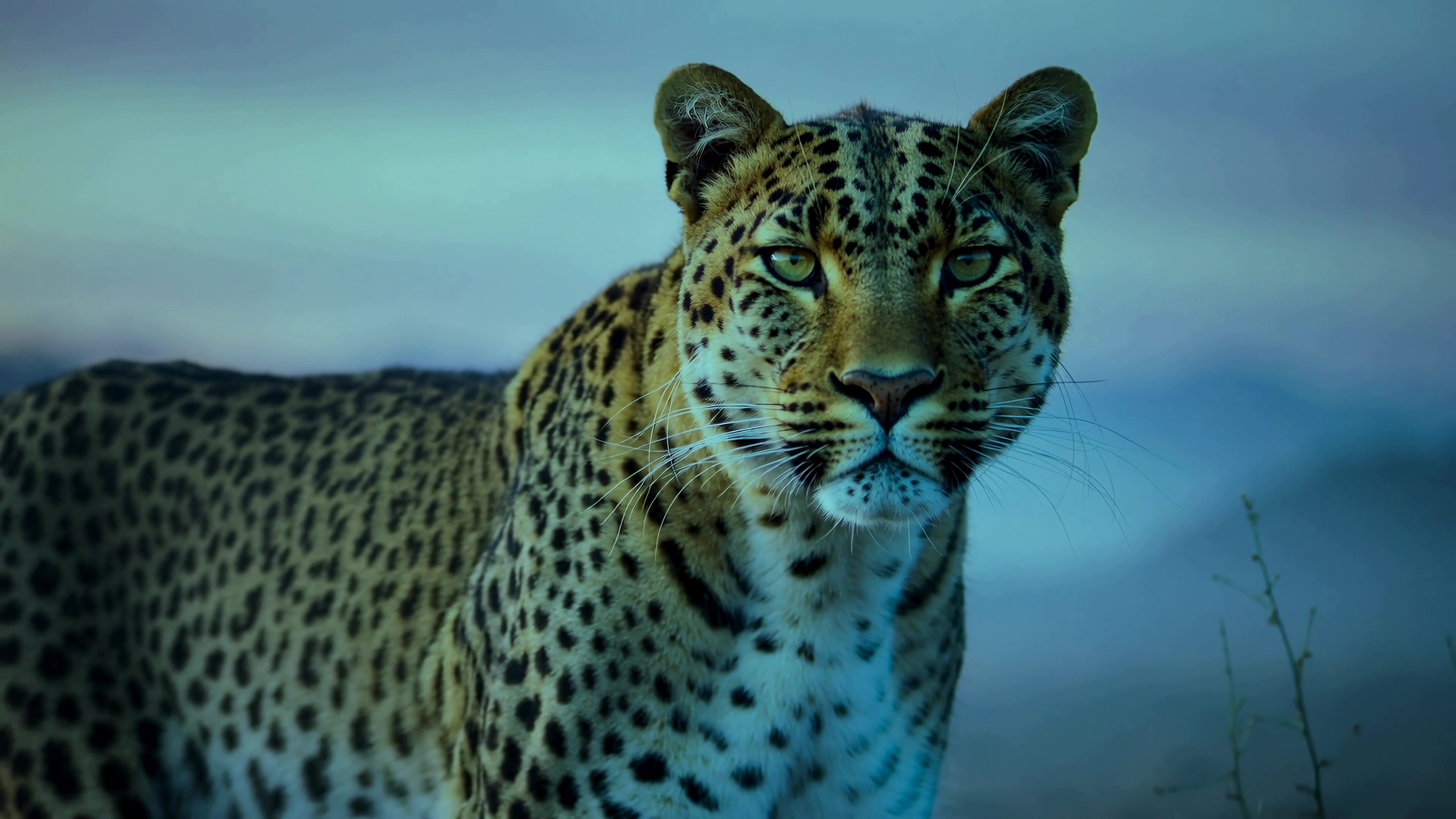 Leopard in the wild during twilight hours in its natural habitat, showcasing distinct spots and features