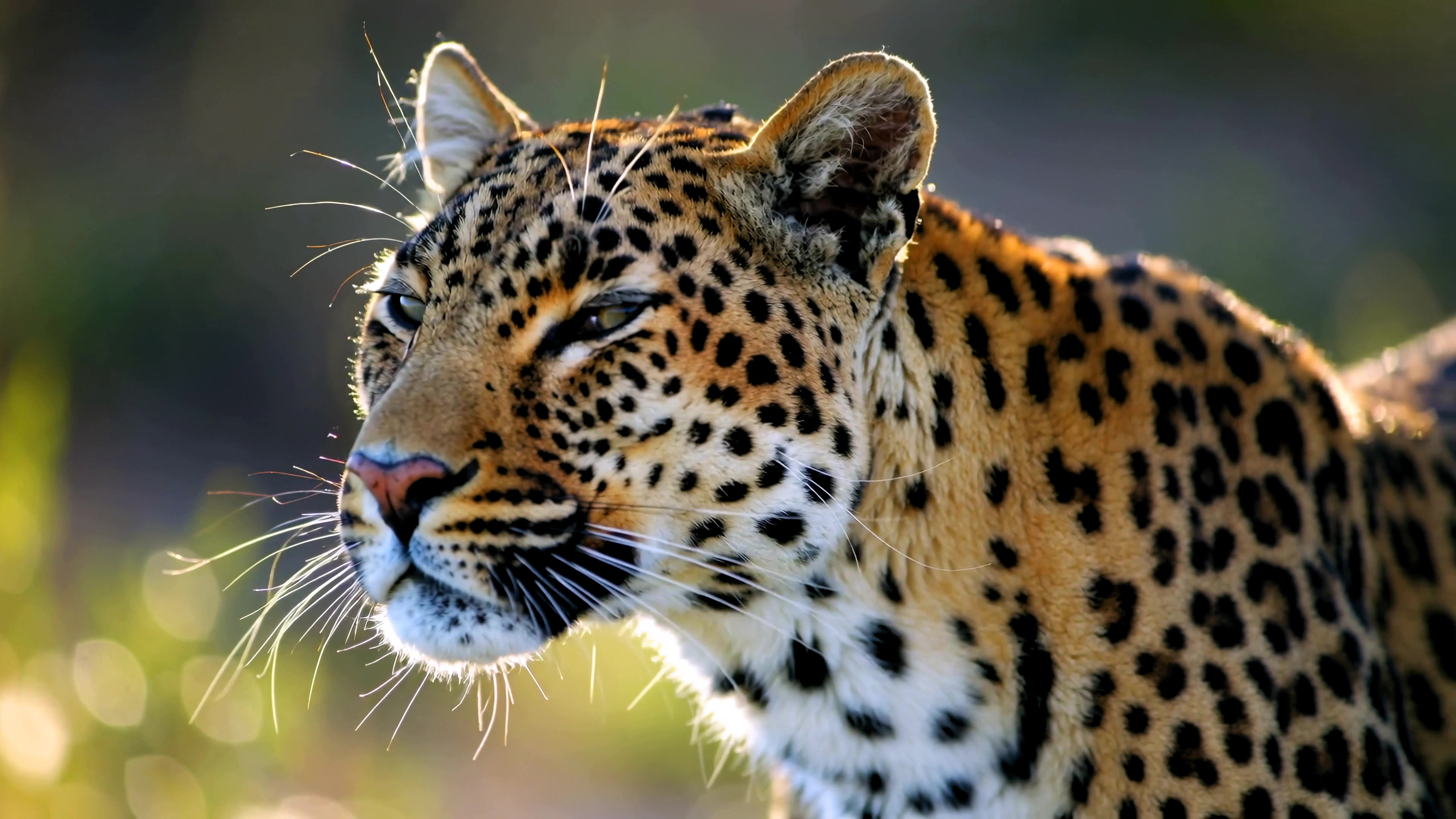 Leopard resting in natural habitat during golden hour light captured on video