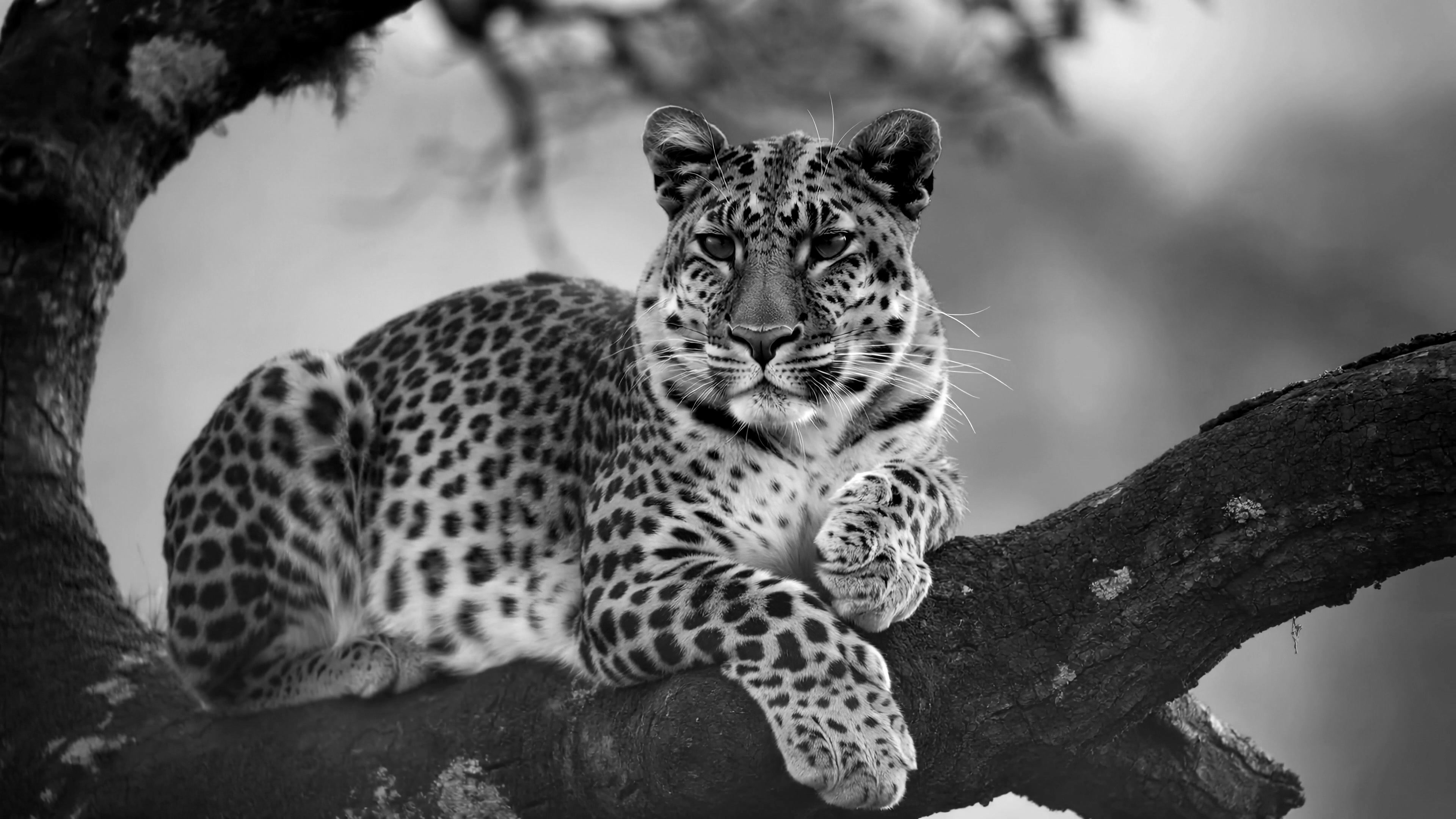 Leopard resting on a tree branch in the wild at dawn