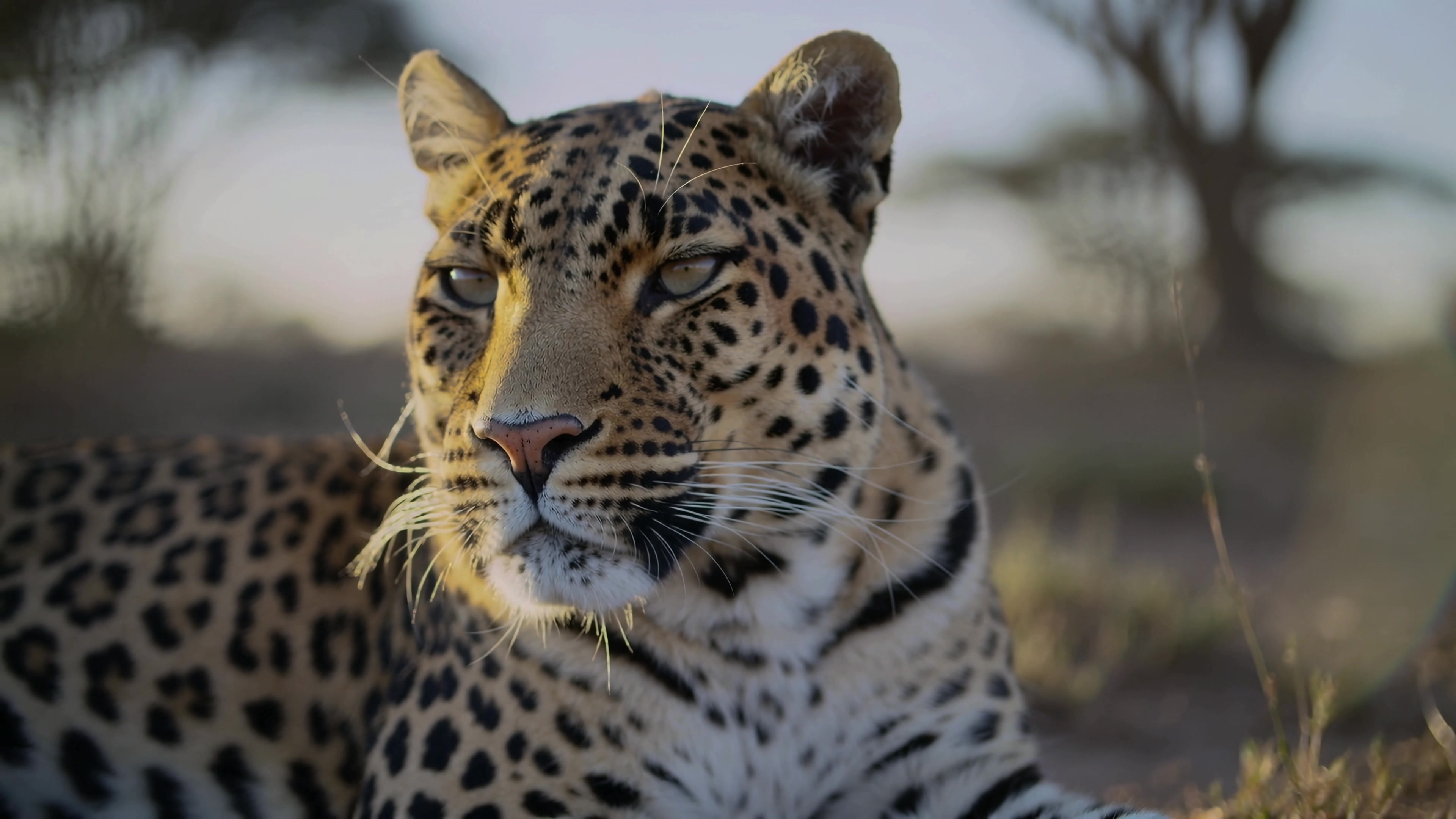 Leopard resting in the savanna during the golden hour at a wildlife reserve in Africa