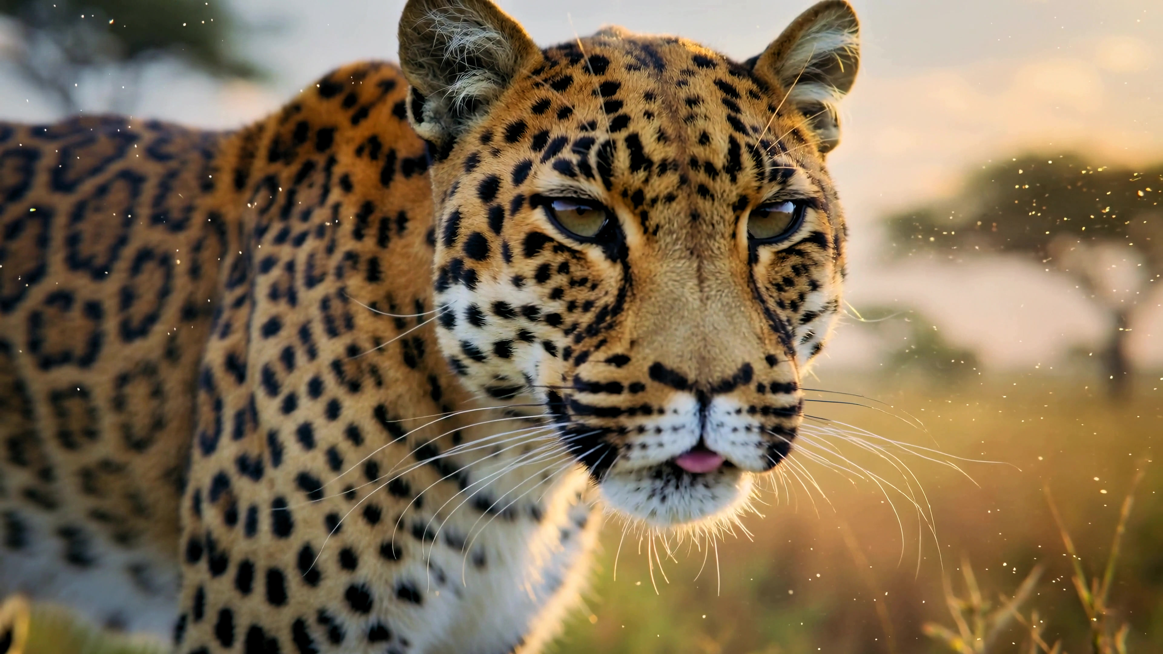 Leopard walking through grass in savannah during sunset, showcasing its unique coat and intense gaze