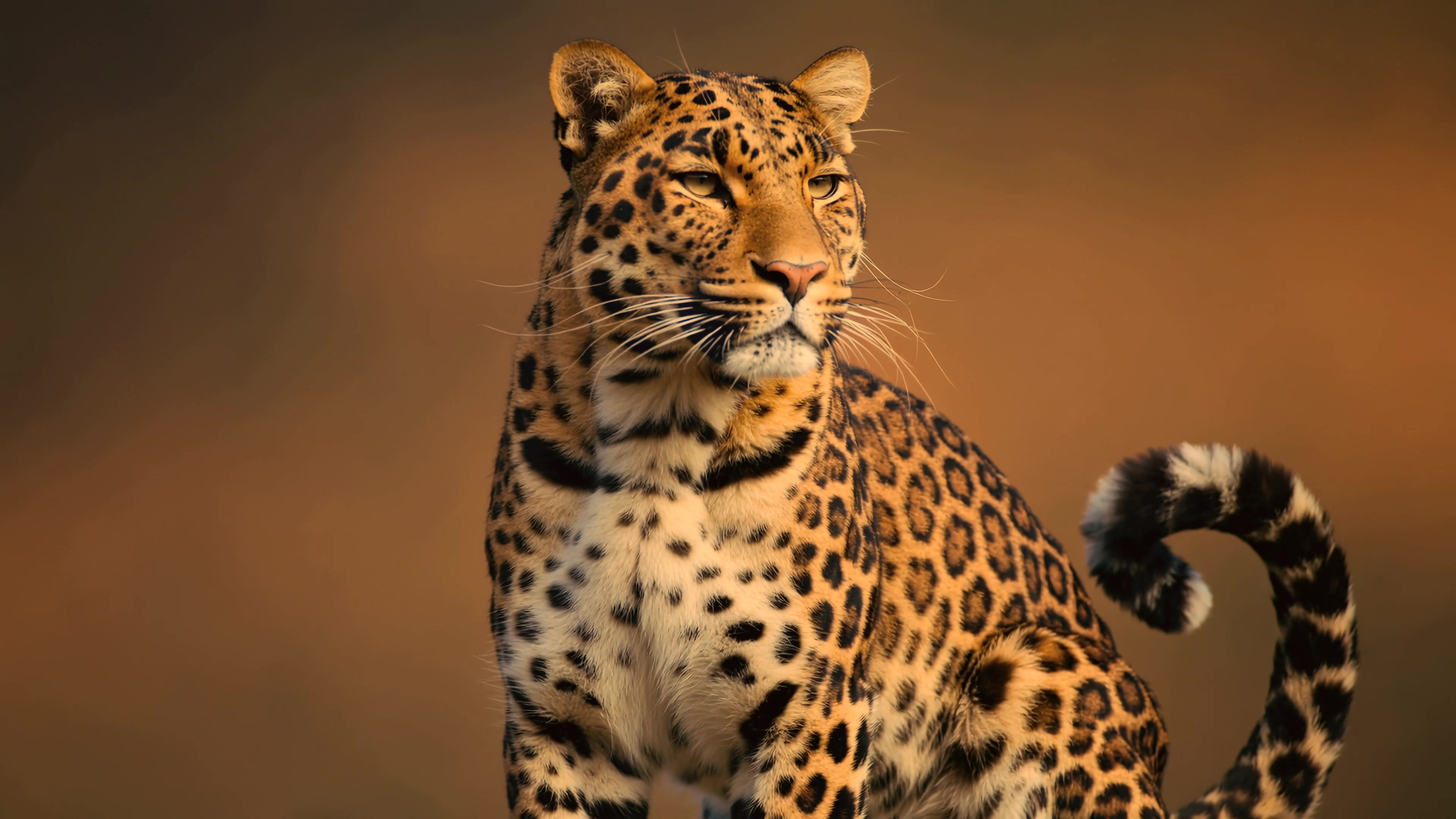 Leopard in the wild looking around during sunset in natural habitat