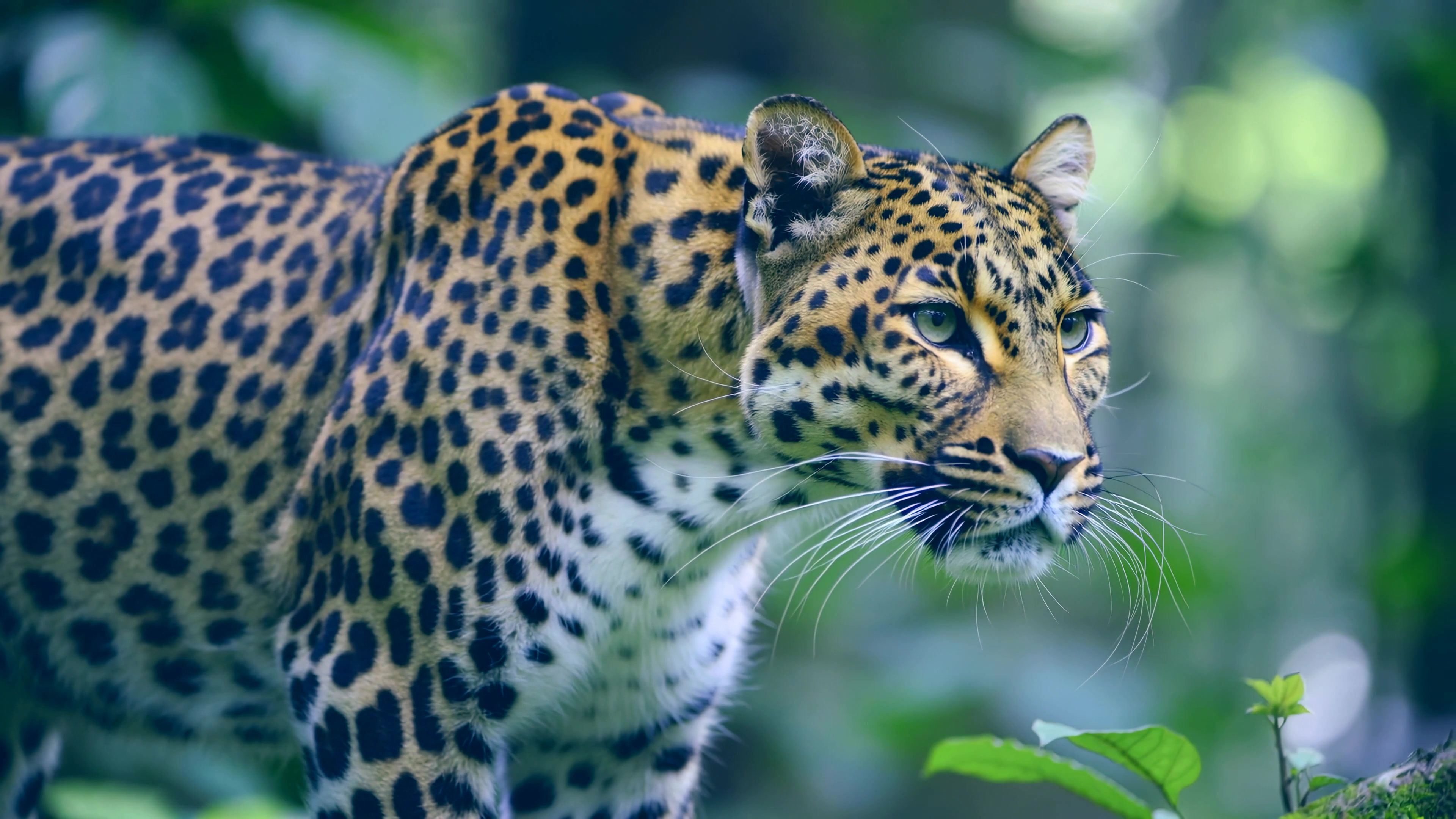 Leopard moves through forest undergrowth while searching for prey during daytime in tropical environment