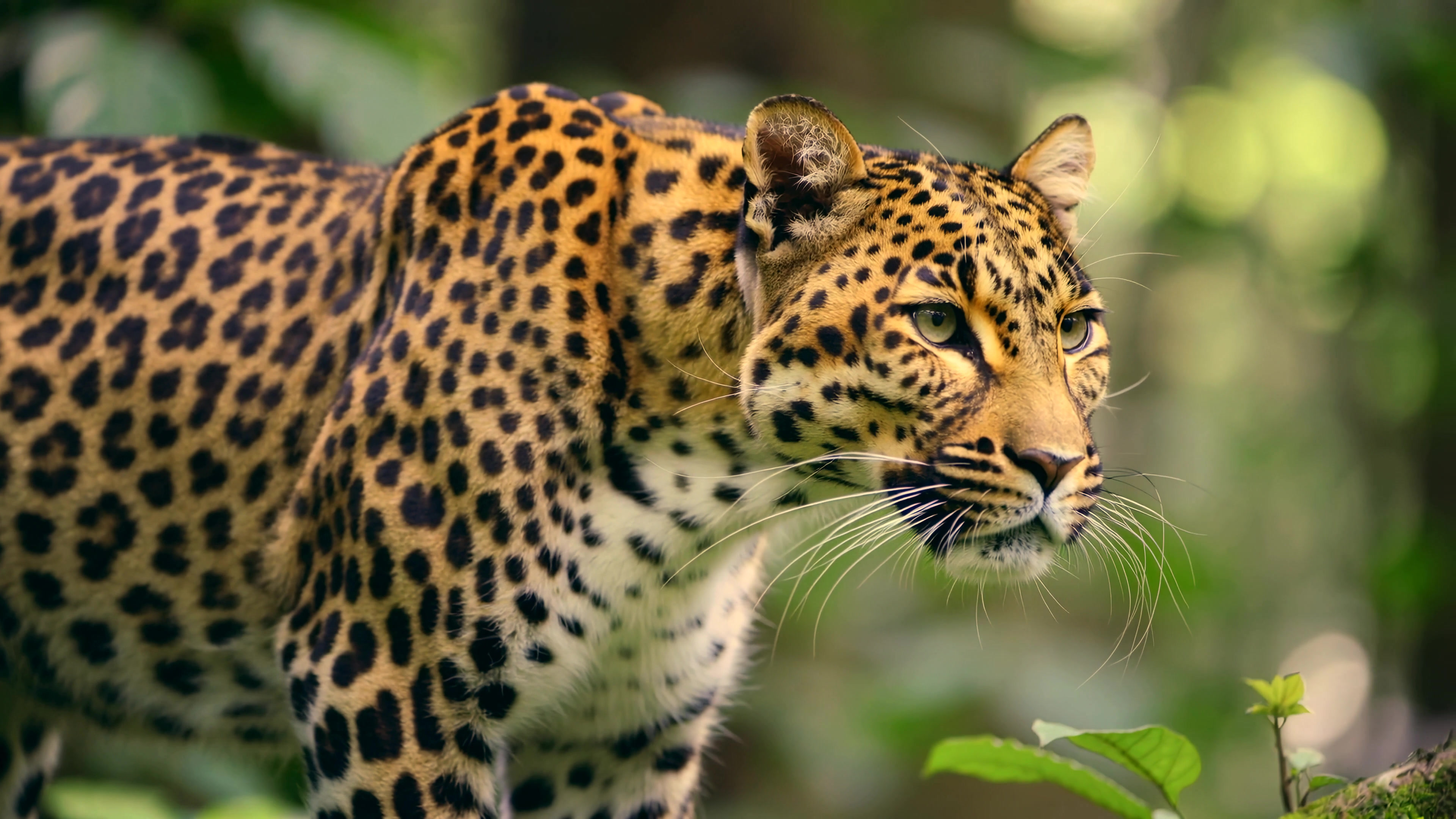 Leopard hunts in the jungle during early morning hours to find food in its natural habitat