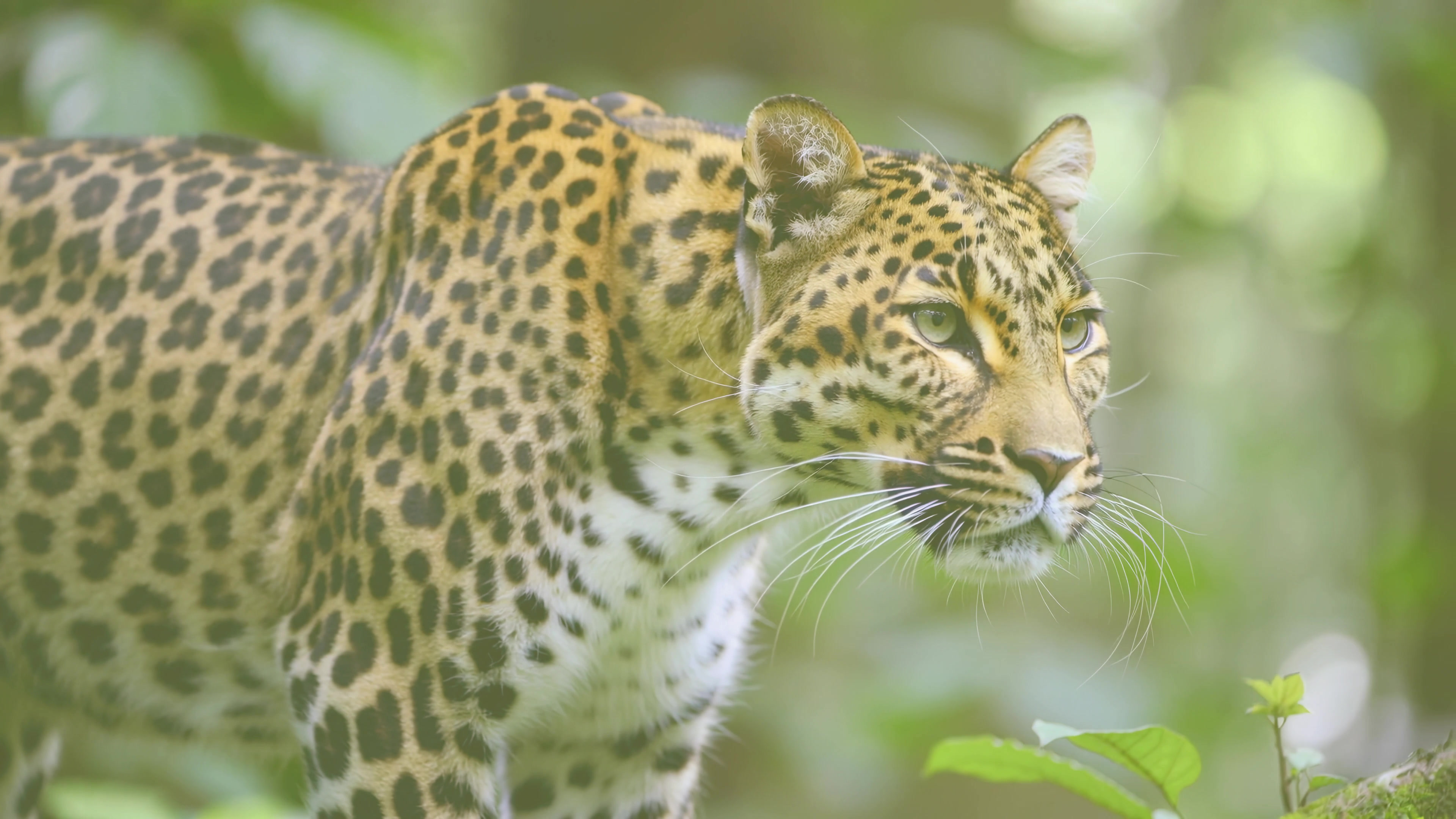 Leopard walking through dense jungle, hunting for food near a riverbank during the early morning hours