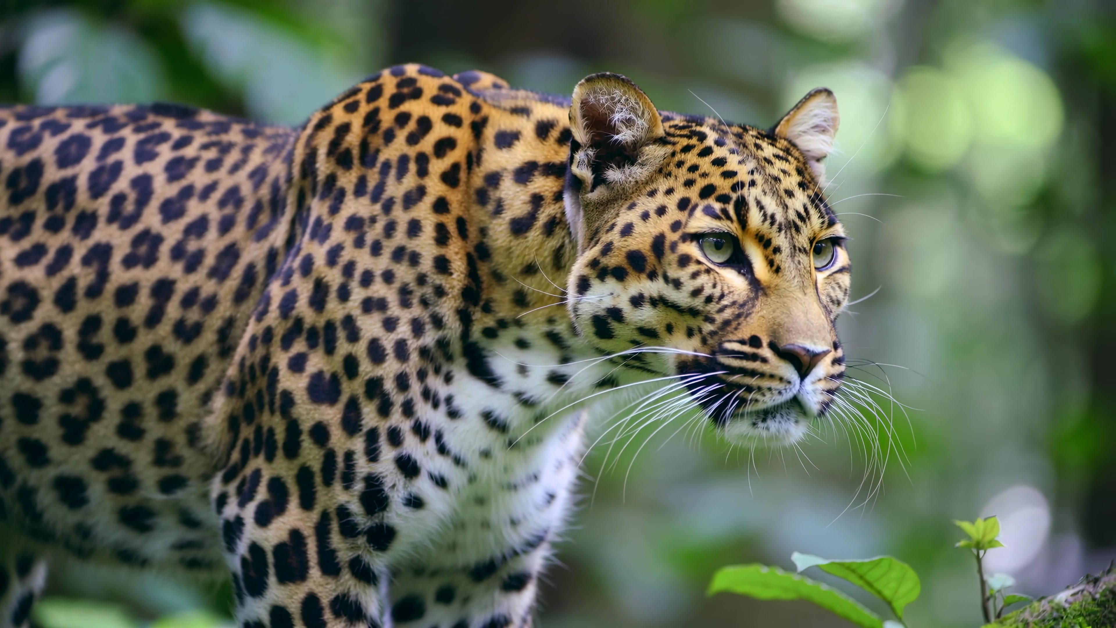 Jaguar moves through tropical forest during daylight hours in search of food or territory