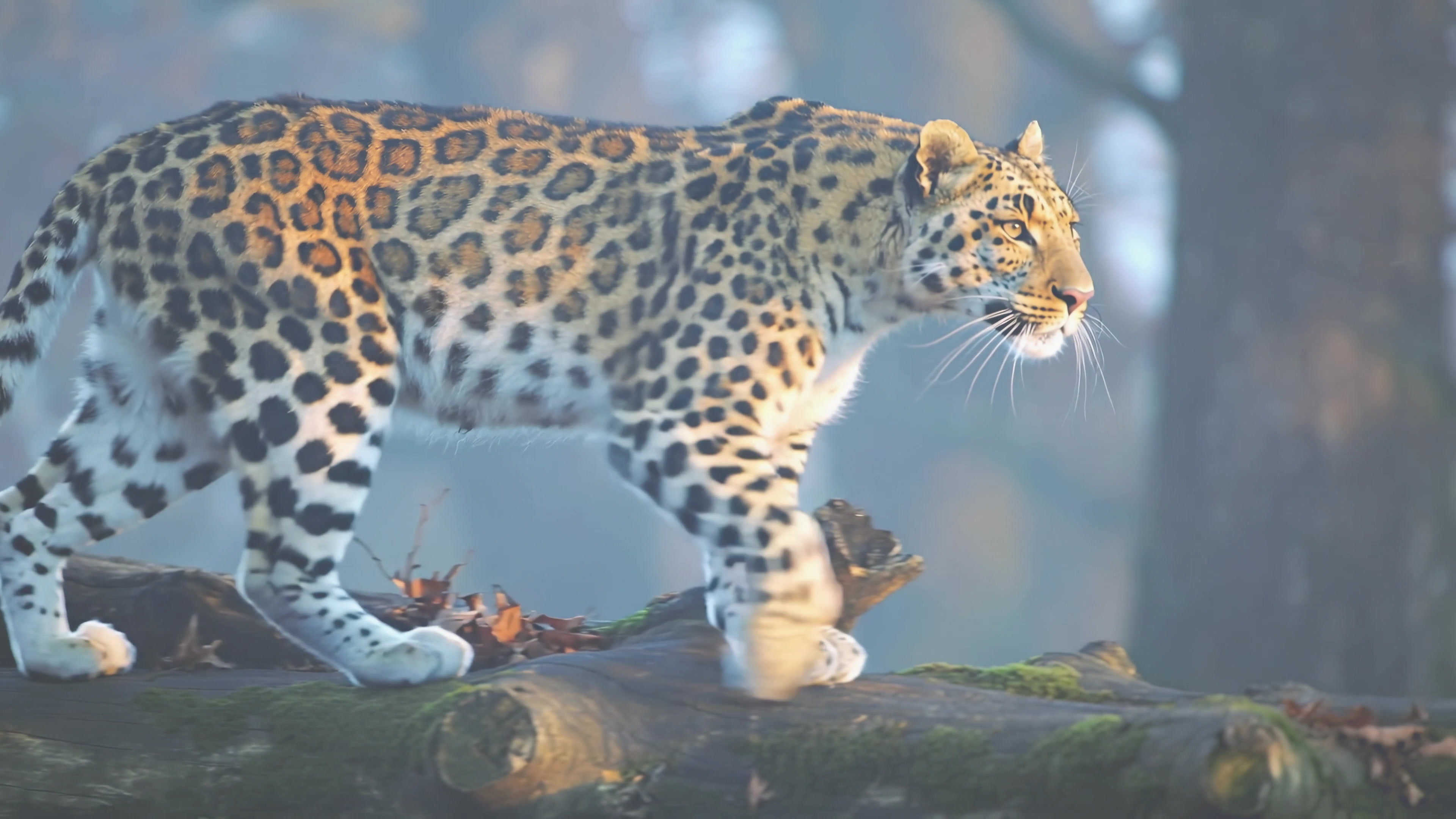Leopard walks on fallen logs in a misty forest during early morning light