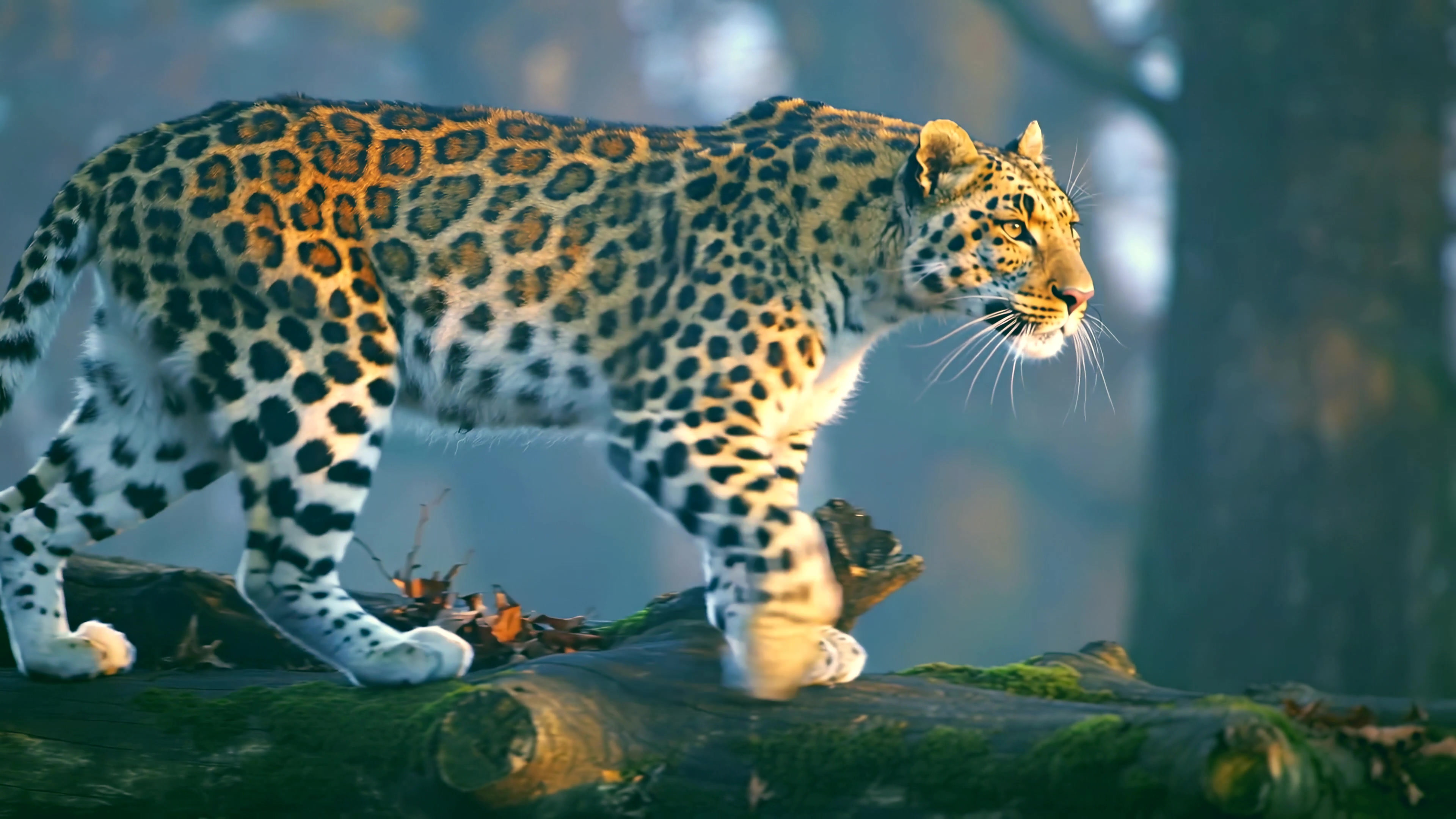 Leopard walking on logs in a forest during the day