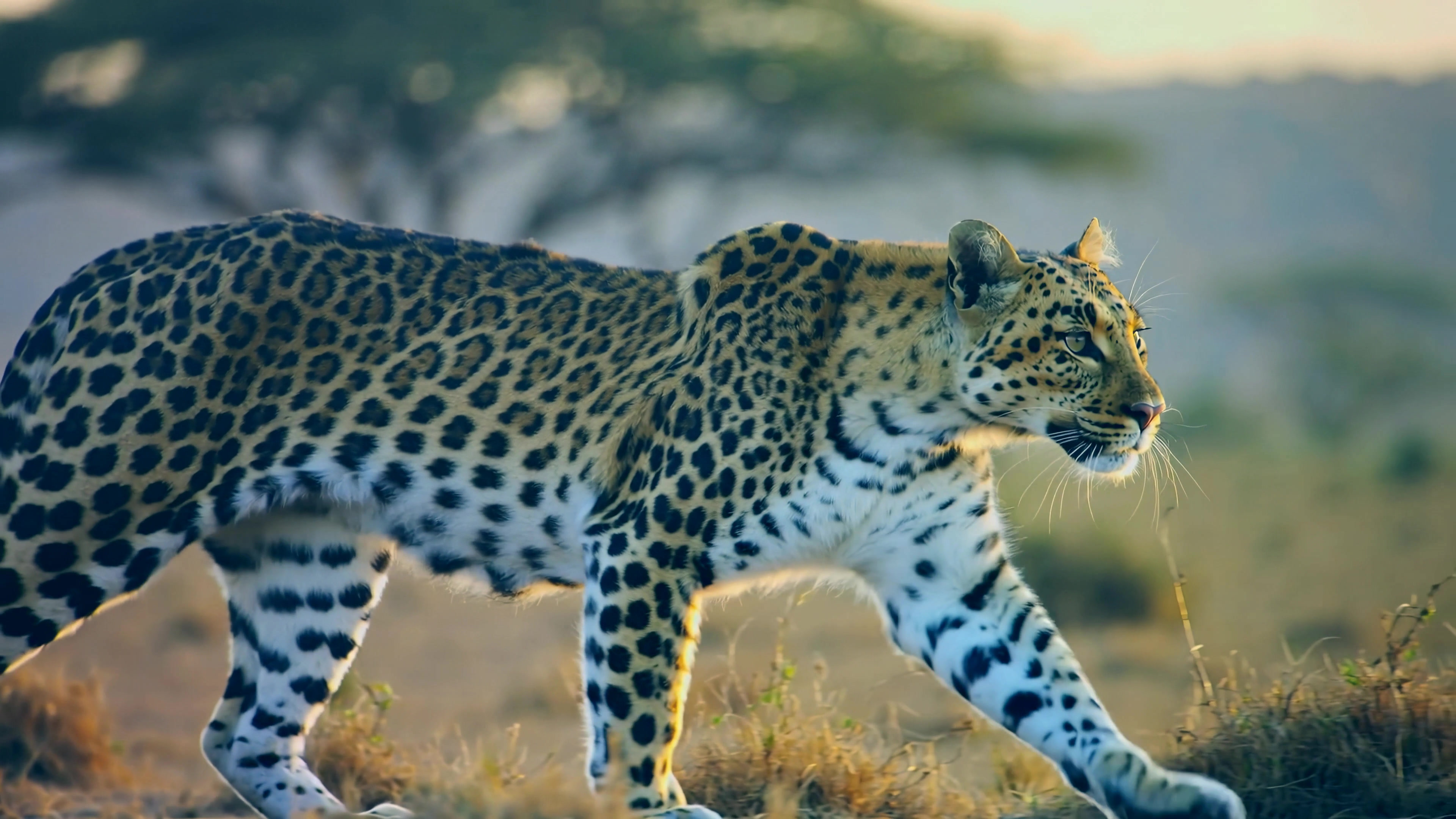 Leopard walks through the grass in a landscape during the golden hour as the sun sets behind the trees