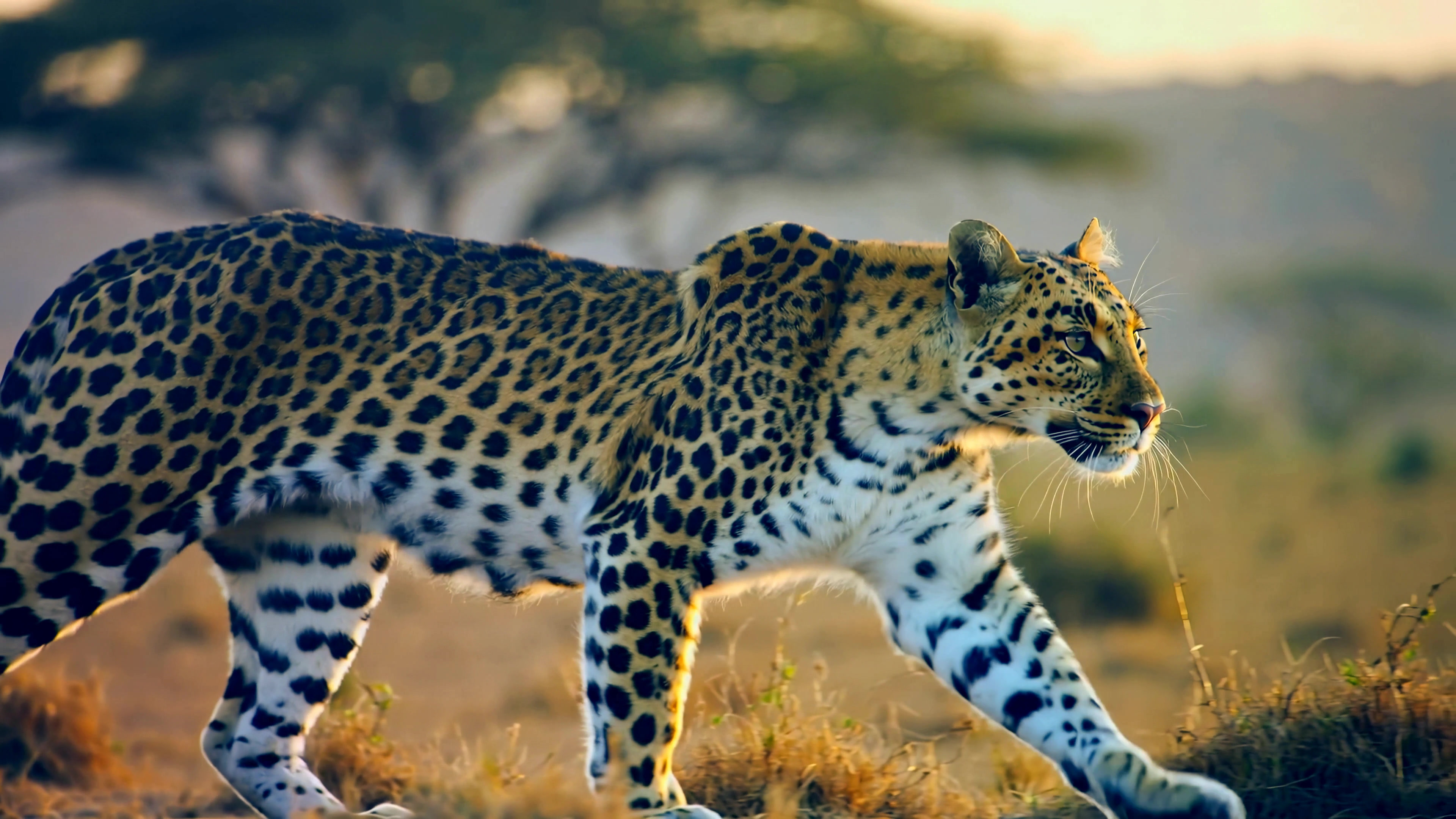 Leopard walks through grassland in the afternoon light on an African savanna