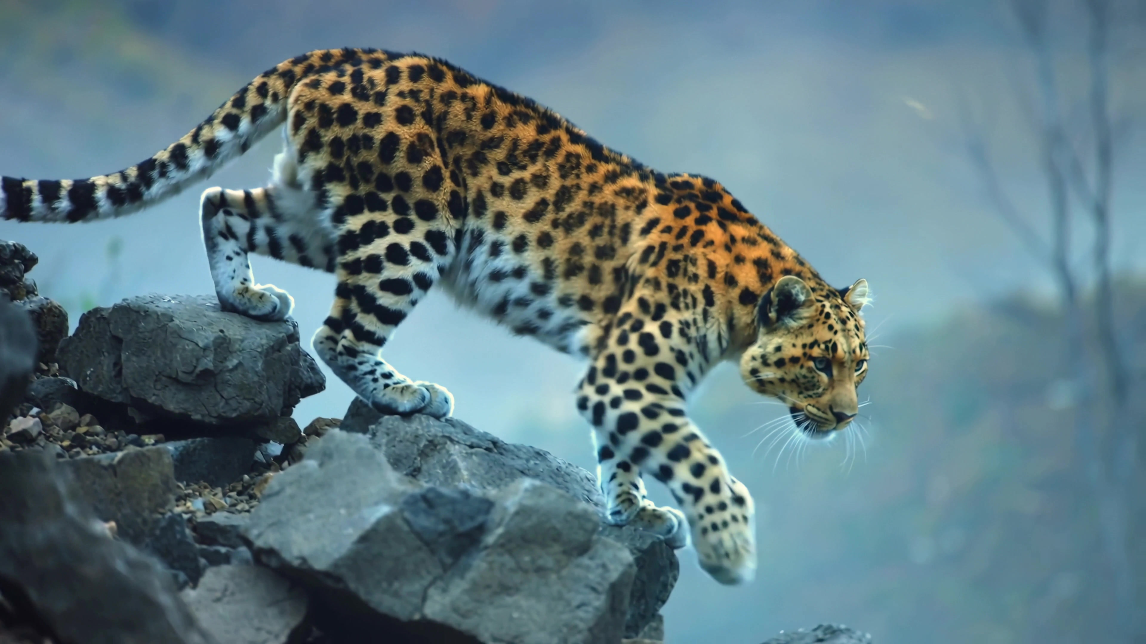 Leopard walks on rocky terrain in a natural habitat during daylight hours