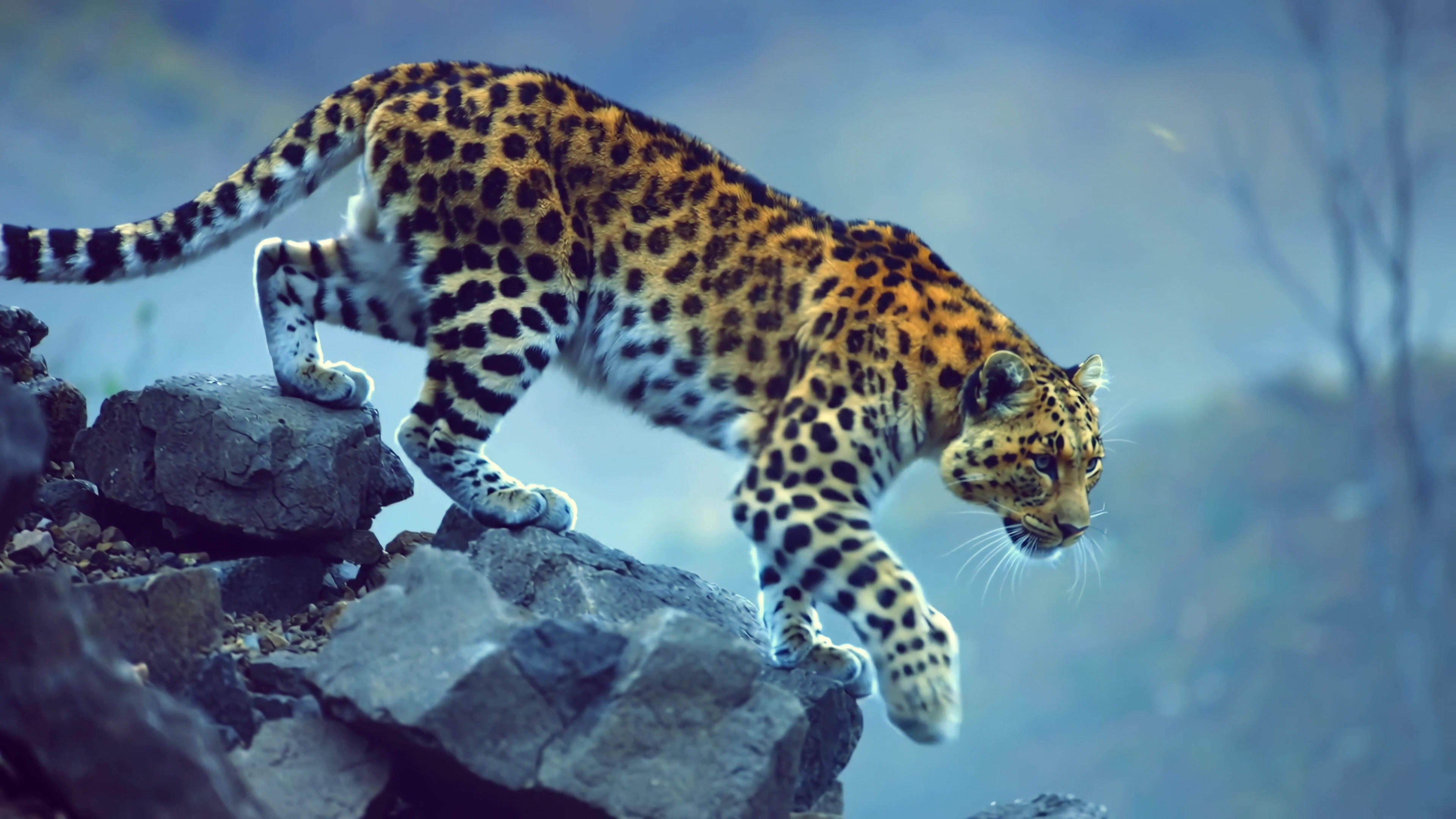 Leopard walking on rocks in a misty environment during the day