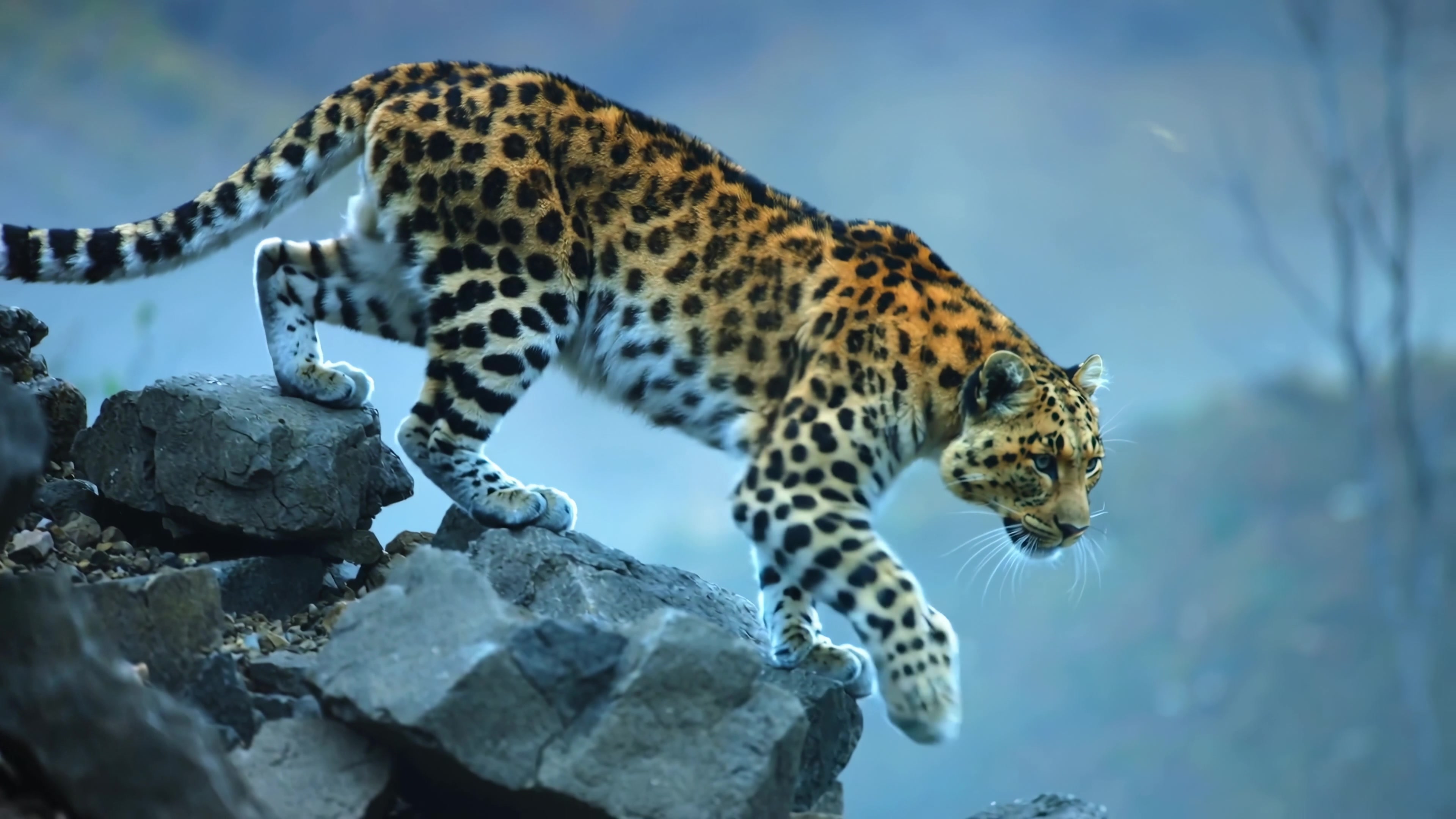 Leopard moves carefully over rocky terrain in the wild during the daytime