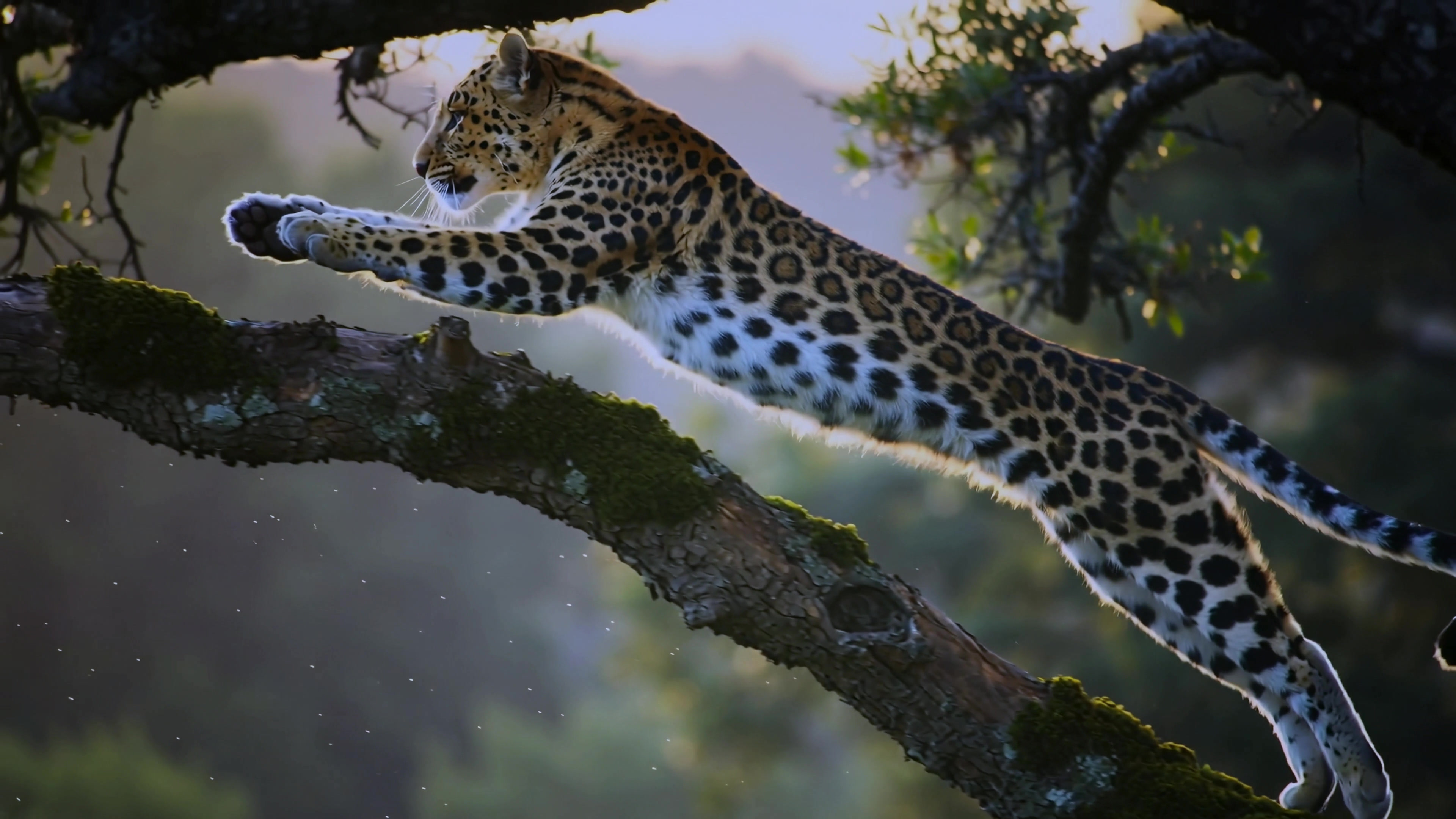 Leopard jumps between tree branches in a forest during the evening light