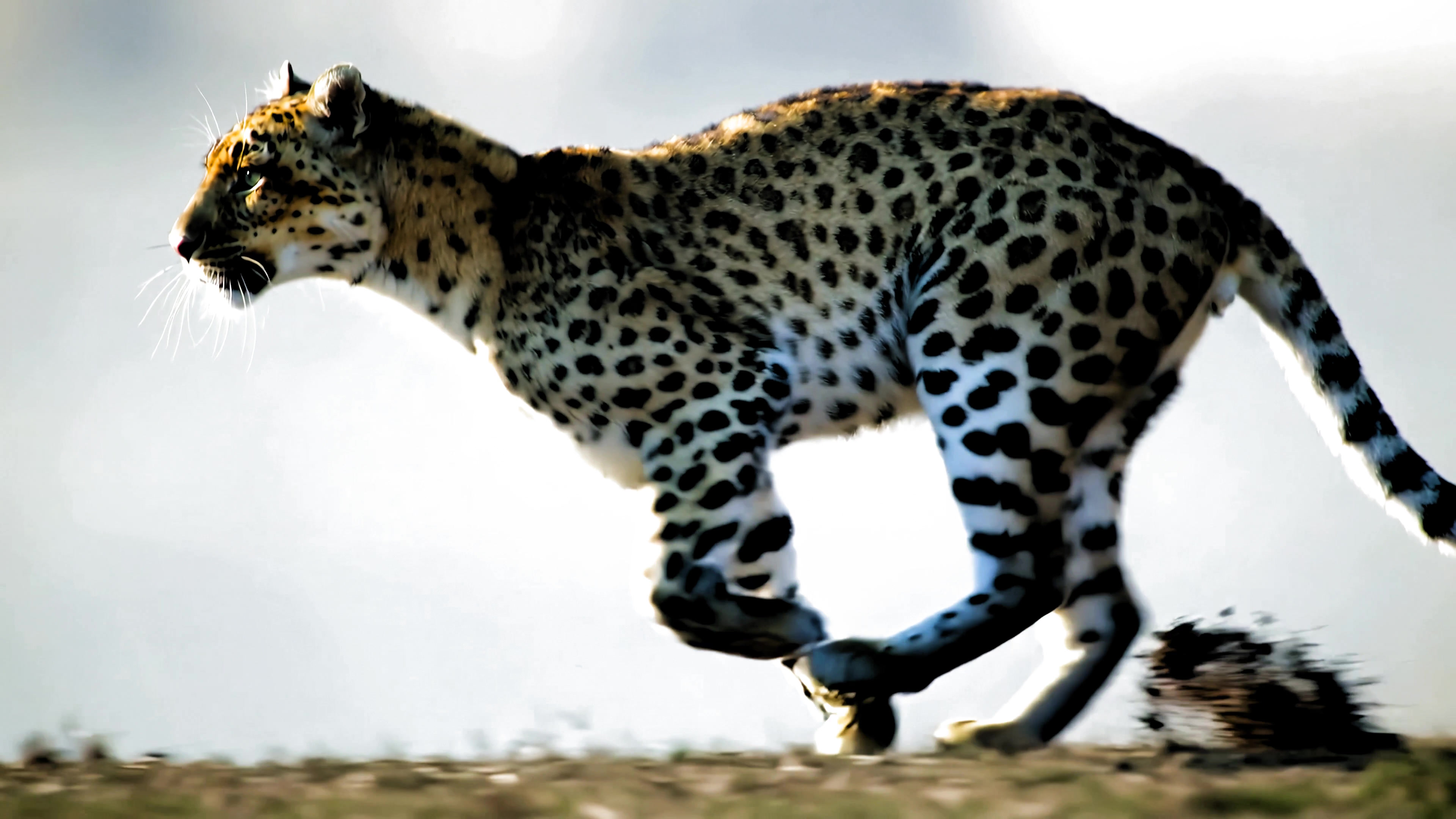 Leopard runs swiftly across the savanna, showcasing its agility in a natural habitat during daylight hours