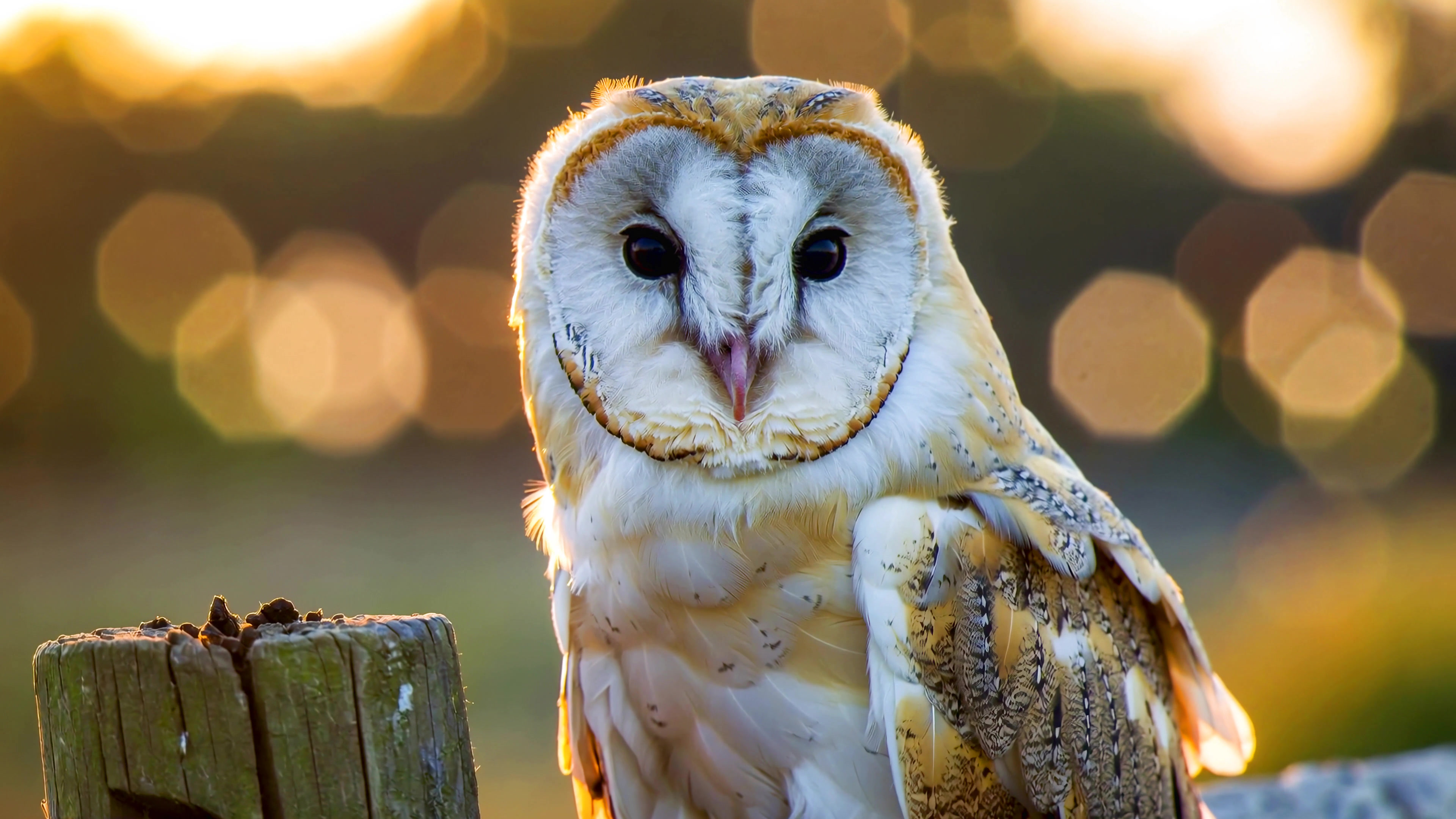 Owl perched on a fence with sunlight creating a warm background during evening hours at a rural location
