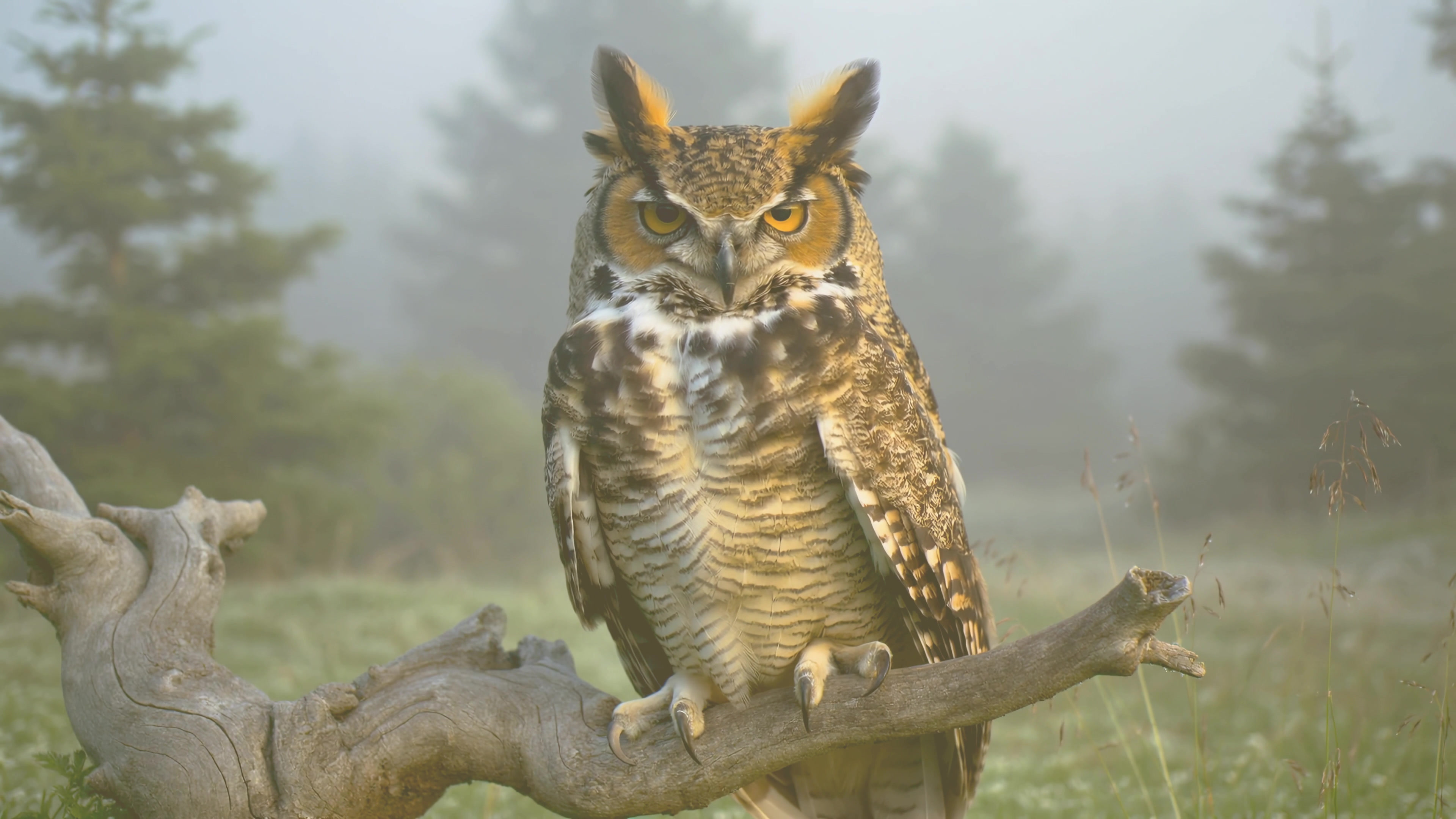 Owl perched on a branch in foggy forest environment during early morning hours